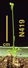 High resolution image of this Arabidopsis plant