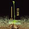 photo of Arabidopsis plant