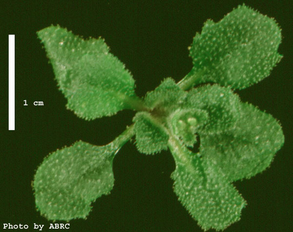 High resolution image of this Arabidopsis plant