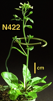 High resolution image of this Arabidopsis plant