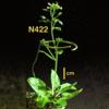 photo of Arabidopsis plant