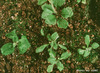photo of Arabidopsis plant