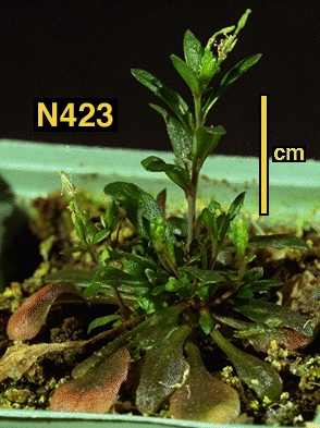High resolution image of this Arabidopsis plant