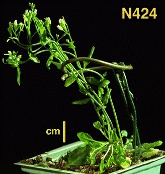 High resolution image of this Arabidopsis plant