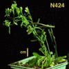 photo of Arabidopsis plant