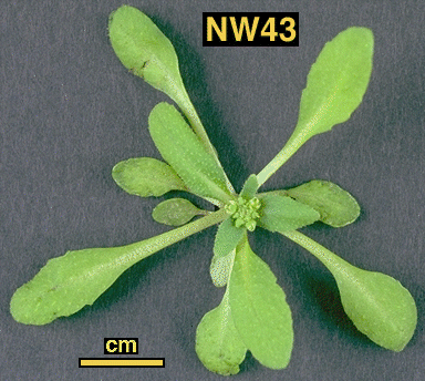 High resolution image of this Arabidopsis plant