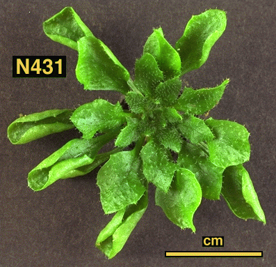 High resolution image of this Arabidopsis plant