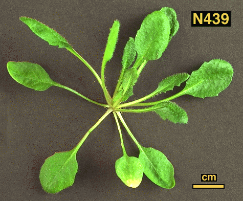 High resolution image of this Arabidopsis plant