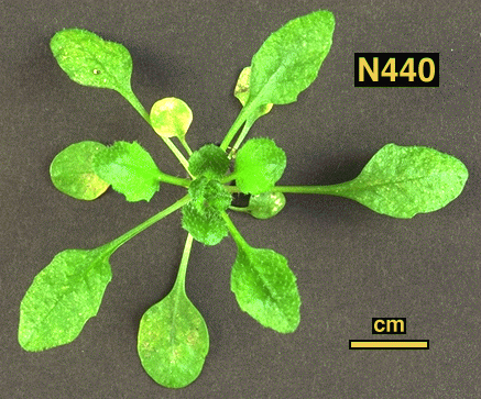 High resolution image of this Arabidopsis plant