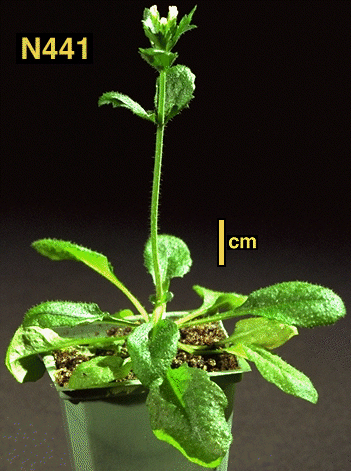 High resolution image of this Arabidopsis plant