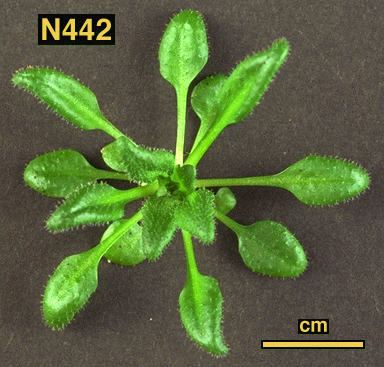 High resolution image of this Arabidopsis plant