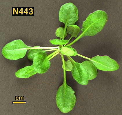 High resolution image of this Arabidopsis plant