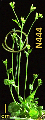 High resolution image of this Arabidopsis plant