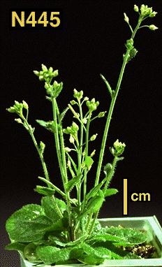 High resolution image of this Arabidopsis plant
