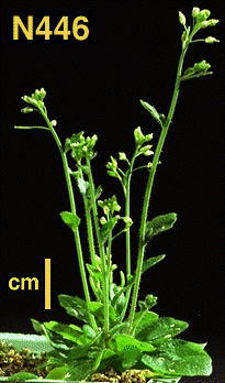High resolution image of this Arabidopsis plant
