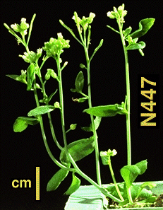 High resolution image of this Arabidopsis plant