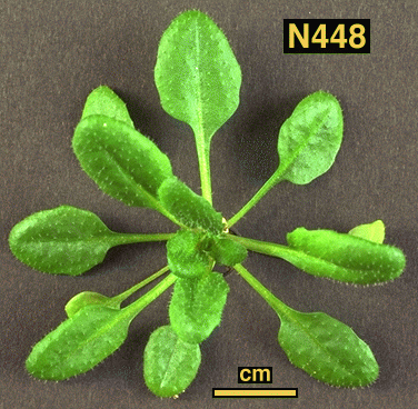 High resolution image of this Arabidopsis plant