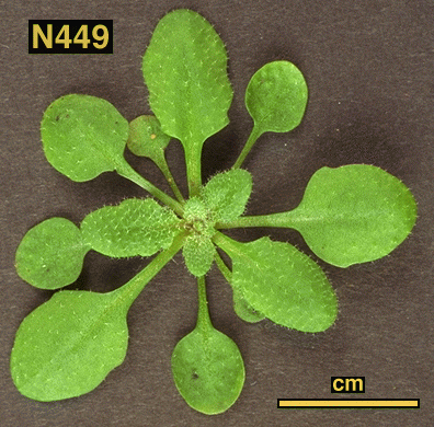 High resolution image of this Arabidopsis plant