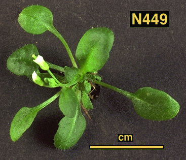 High resolution image of this Arabidopsis plant