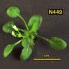 High resoltion image of this Arabidopsis plant