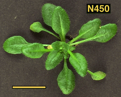 High resolution image of this Arabidopsis plant