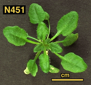 High resolution image of this Arabidopsis plant