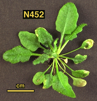 High resolution image of this Arabidopsis plant