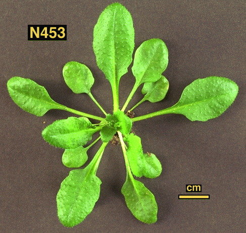 High resolution image of this Arabidopsis plant