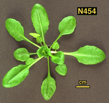 High resolution image of this Arabidopsis plant