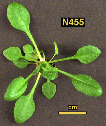 High resolution image of this Arabidopsis plant