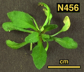 High resolution image of this Arabidopsis plant