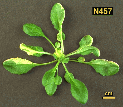 High resolution image of this Arabidopsis plant