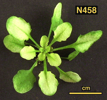 High resolution image of this Arabidopsis plant