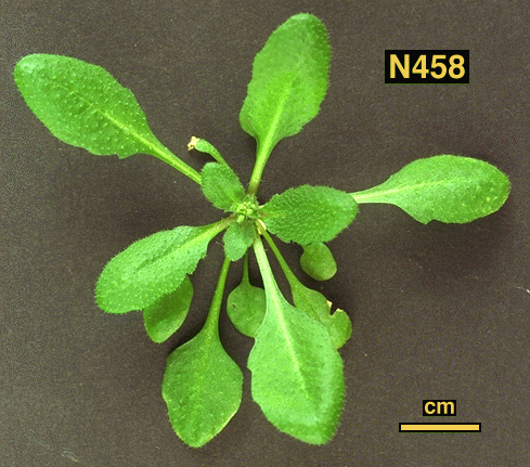 High resolution image of this Arabidopsis plant