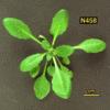 High resoltion image of this Arabidopsis plant