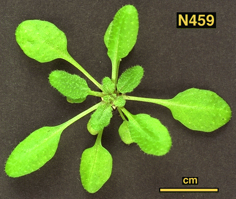 High resolution image of this Arabidopsis plant