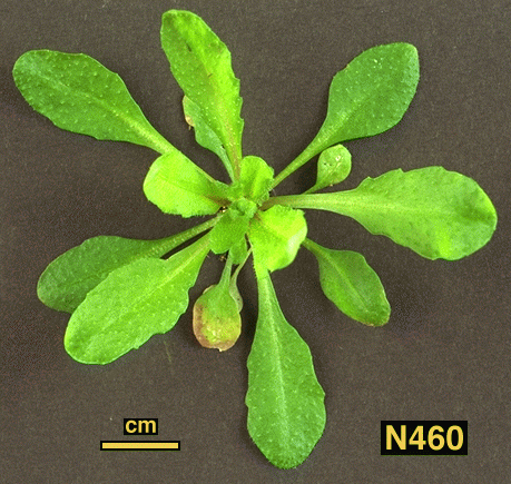 High resolution image of this Arabidopsis plant