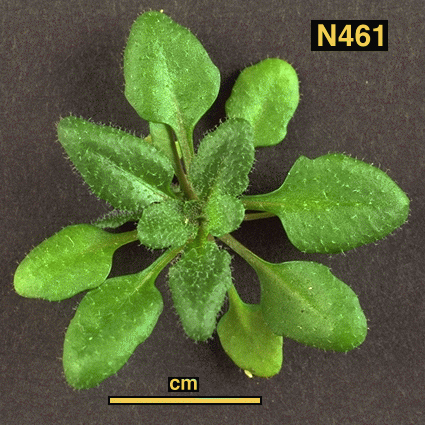 High resolution image of this Arabidopsis plant