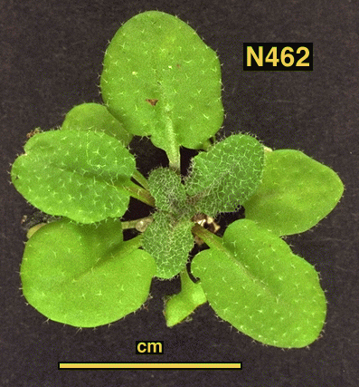 High resolution image of this Arabidopsis plant