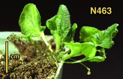 High resolution image of this Arabidopsis plant