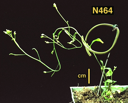 High resolution image of this Arabidopsis plant