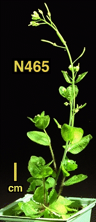High resolution image of this Arabidopsis plant