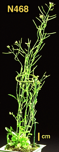 High resolution image of this Arabidopsis plant