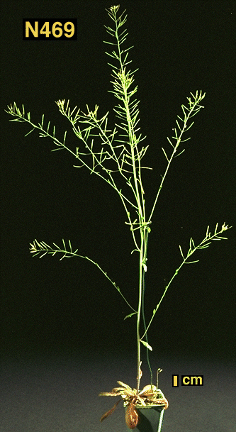 High resolution image of this Arabidopsis plant