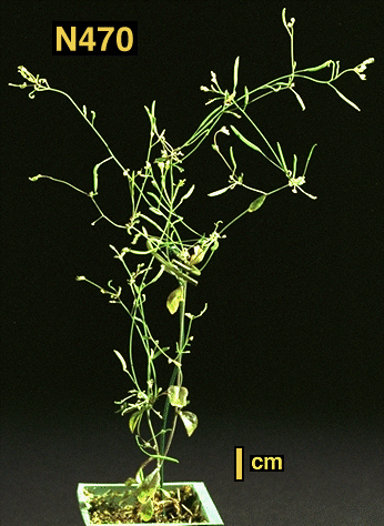 High resolution image of this Arabidopsis plant