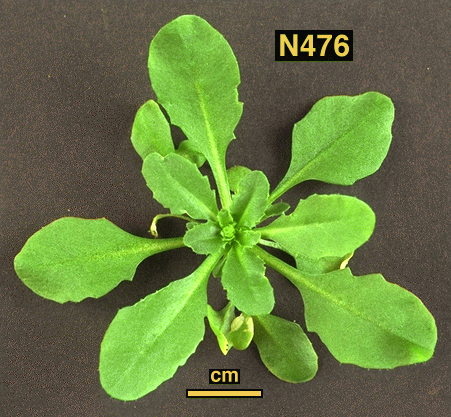 High resolution image of this Arabidopsis plant
