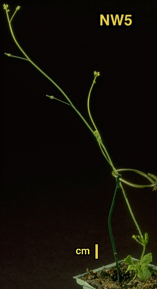 High resolution image of this Arabidopsis plant