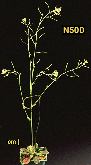 High resolution image of this Arabidopsis plant