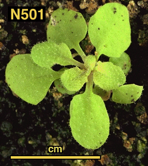 High resolution image of this Arabidopsis plant