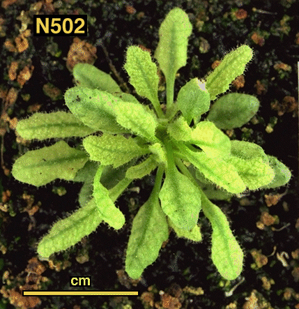 High resolution image of this Arabidopsis plant